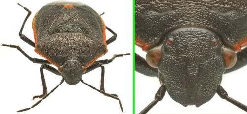 Réf. 345 144 : Chlorochroa ligata